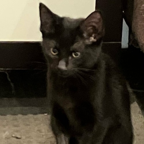 Sapphire *9 Lives Project Rescue*