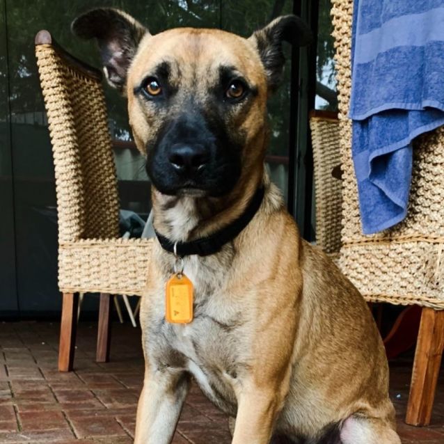 Photo of Dewie Db517