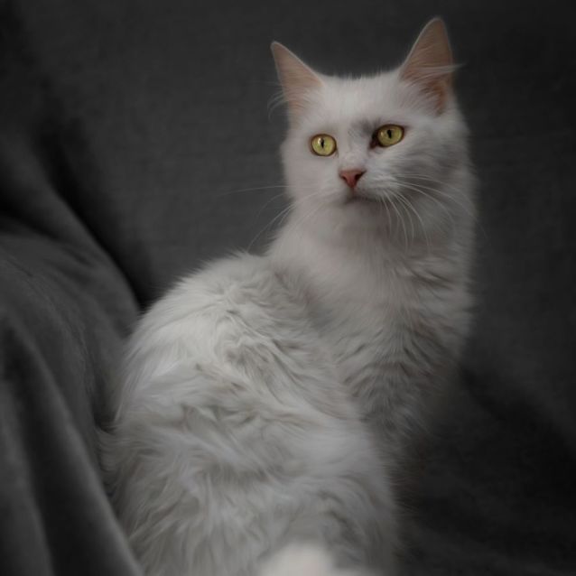 Photo of Zoomy ** 2nd Chance Cat Rescue**