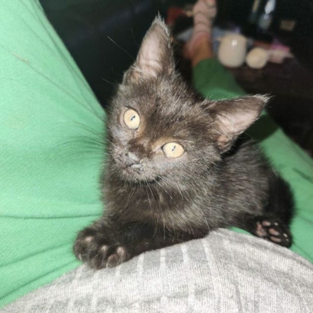 Photo of Onyx