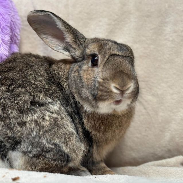 Photo of Biscuit (Located In Point Cook)