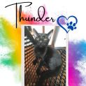 Photo of Thunder