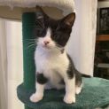 Photo of Oreo