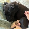 Photo of Snugglebum