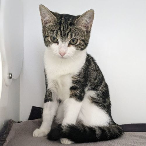 🎀 Daphne F02869 🎀