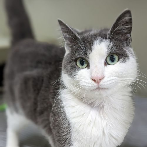 🍔 Brioche 5039 🍔