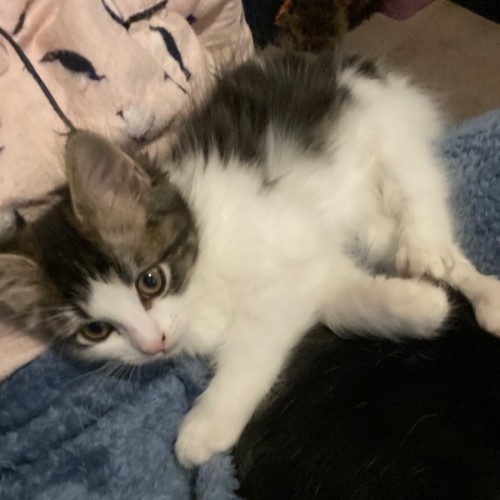 Birdie **2nd Chance Cat Rescue**