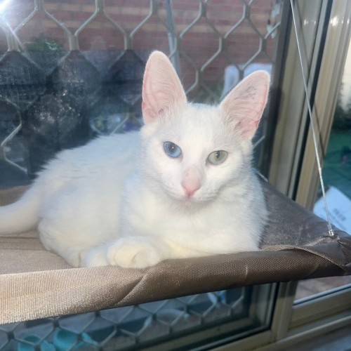 No photo for Cleopatra