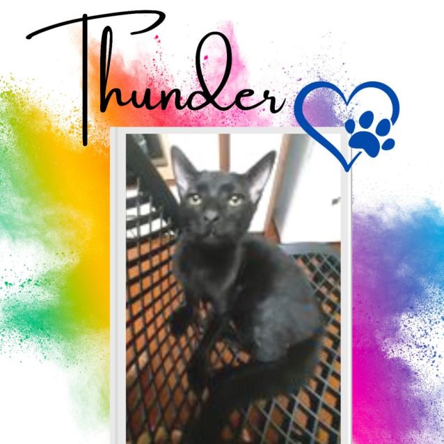 Photo of Thunder