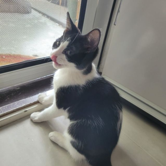 Photo of Alfie 😺😺