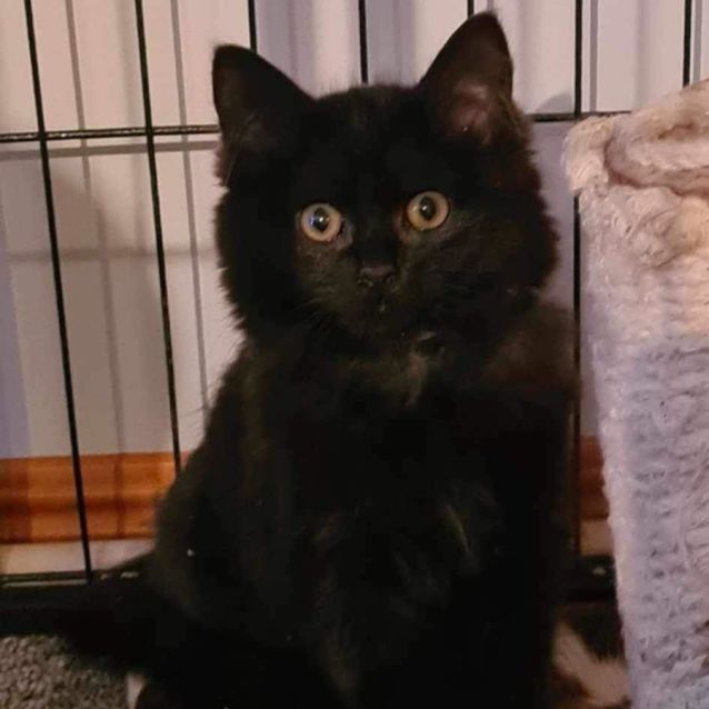 Photo of Ophelia