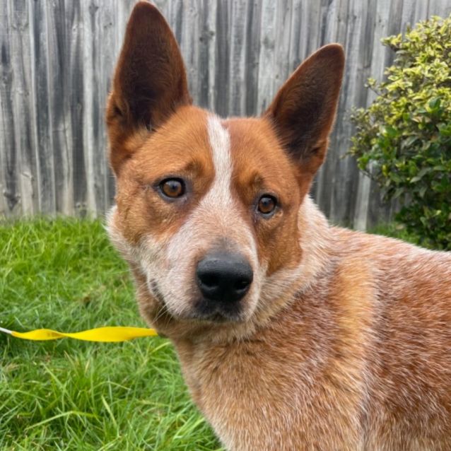 Satur Meet me Petstock Mornington Central 20/8 Medium Female Red