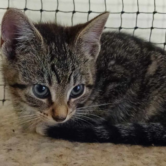 Photo of Hustler **2nd Chance Cat Rescue**