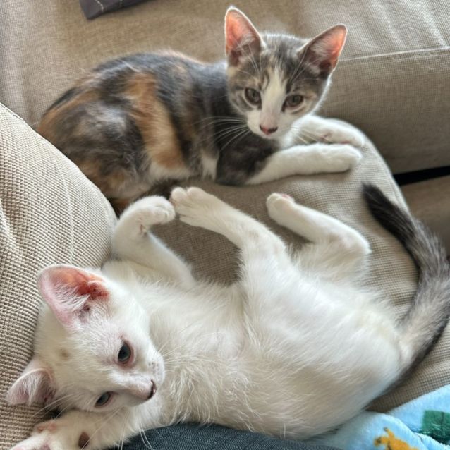 Photo of Remy & Peaches 🐈‍⬛🍑