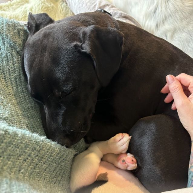 Photo of Snugglebum