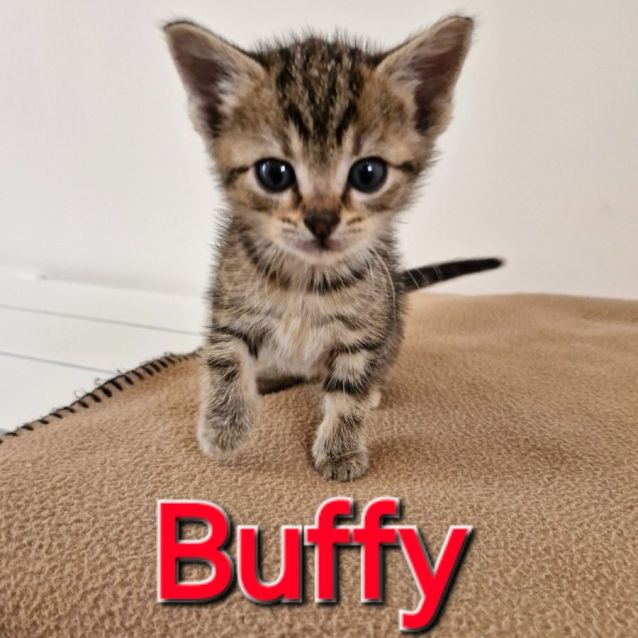 Photo of C1322 Buffy