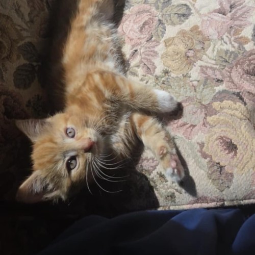 Ron meet me @petstock keysborough store