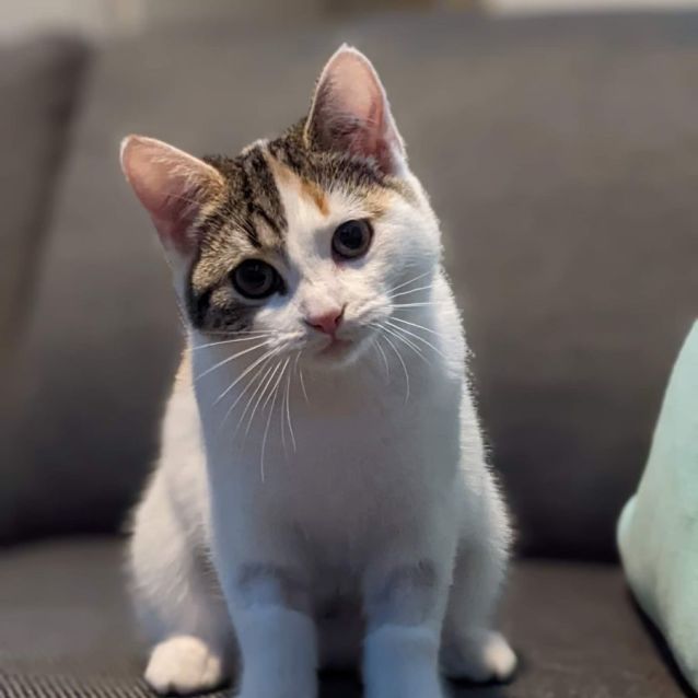Photo of Lila   Located In Coburg