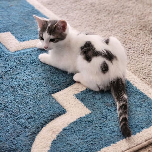 Photo of Muffin ^^Dandy Cat Rescue^^