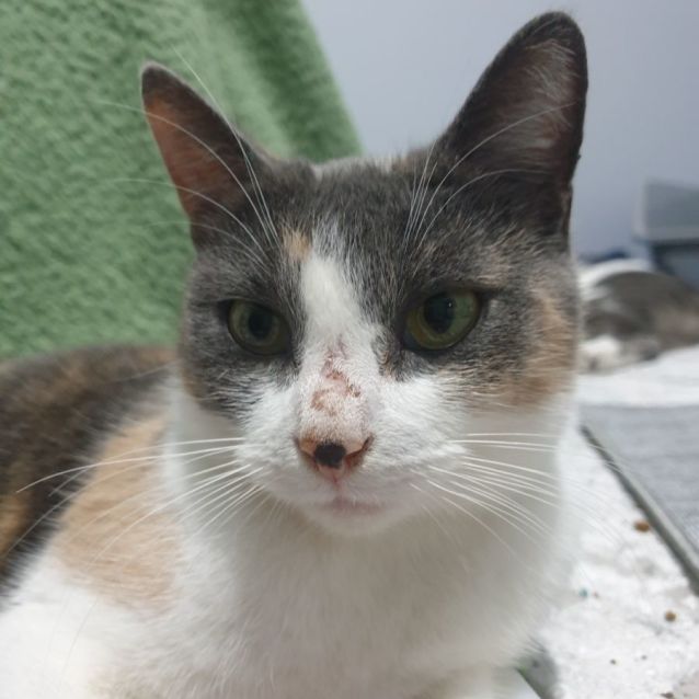 Photo of Diva
