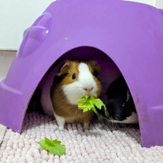 Photo of Fabulous Four (Located In St Kilda)