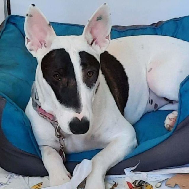 Photo of Ariana Dumbledore 