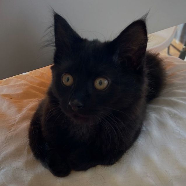 Photo of Betty ^^Dandy Cat Rescue^^