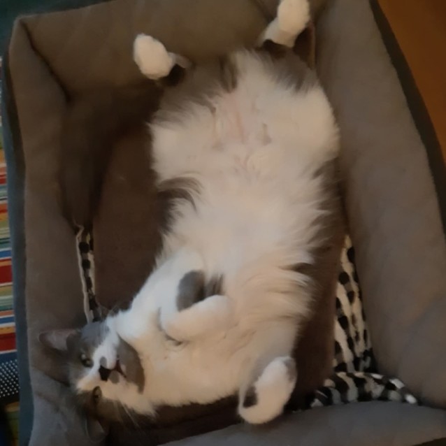 Photo of Gypsy *9 Lives Project Rescue*