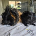 Photo of Spark & Coco