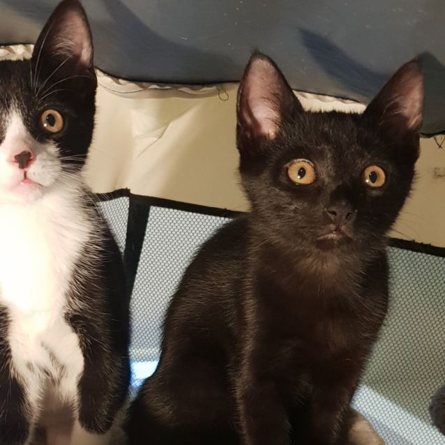 Photo of Gremlin **2nd Chance Cat Rescue**