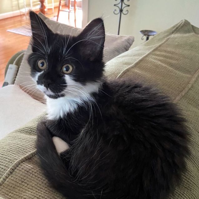 Photo of Miss Prissy ^^Dandy Cat Rescue^^