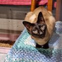 Photo of Nalah