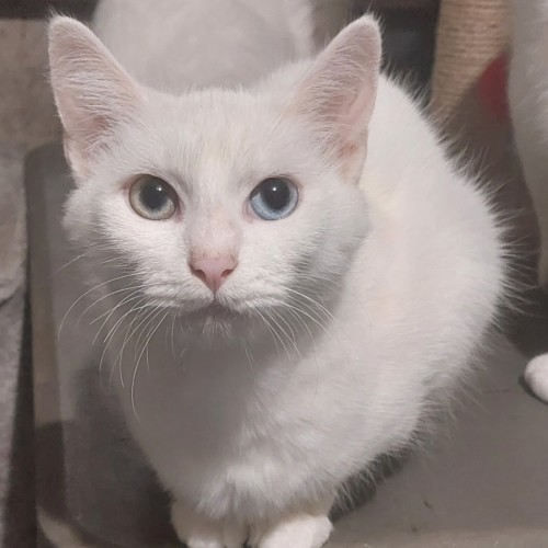 Angel