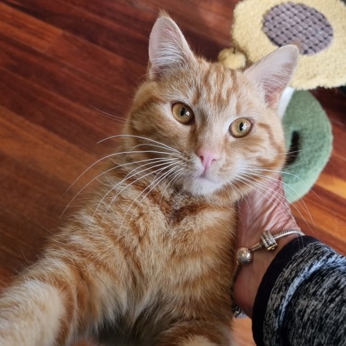 Jaffa