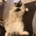 Photo of Shyloh (Located In Greensborough)