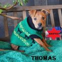 Photo of Thomas The Tank Engine Pups