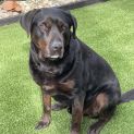 Photo of Rex