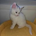 Photo of Lou ** 2nd Chance Cat Rescue**