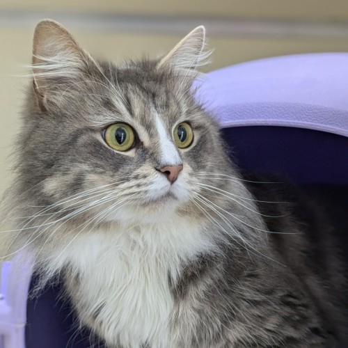 🪁 Miles 5361  🪁