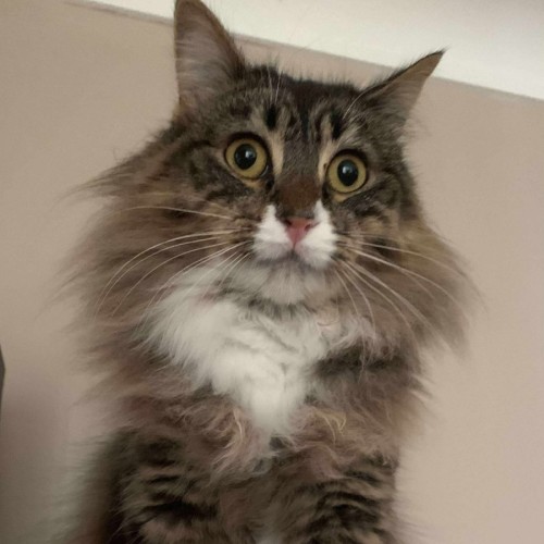 Nala Queen of the Jungle