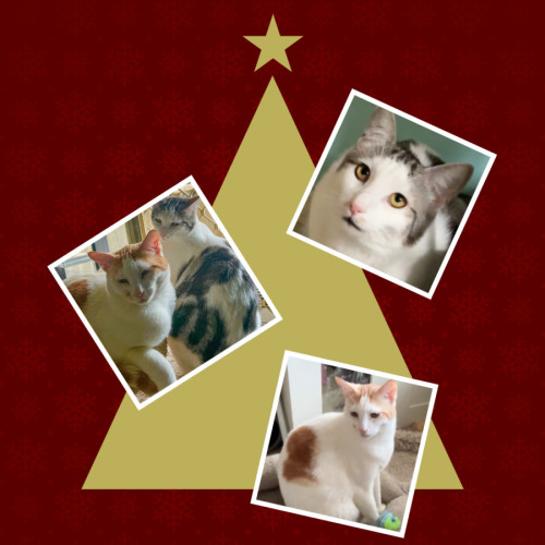 No photo for Yoko Karuma & Luvvy