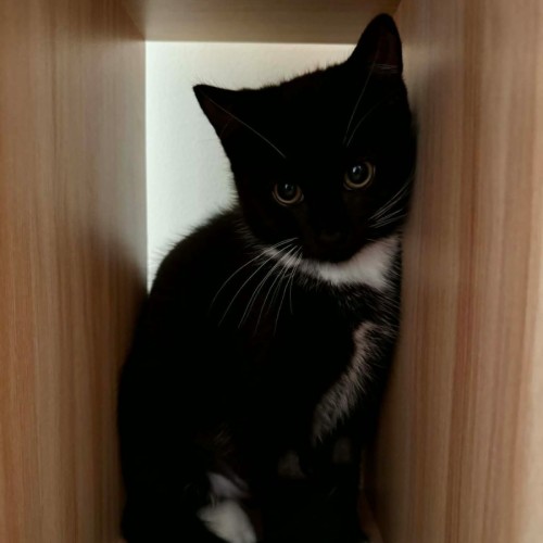 Betty ** 2nd Chance Cat Rescue**