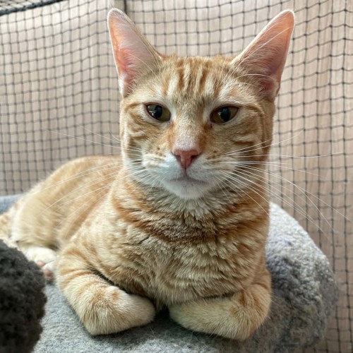 Henry Smith ** 2nd Chance Cat Rescue **