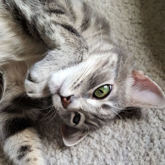 Photo of Nova ^^Dandy Cat Rescue^^