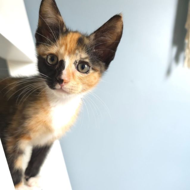 Photo of 🤍 Dot 🤍