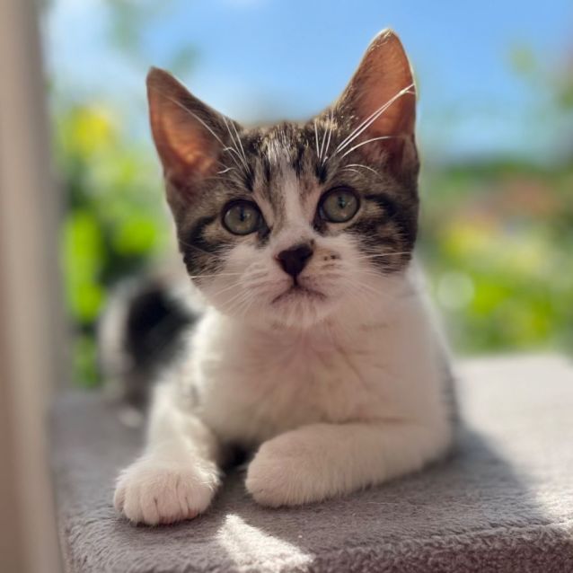 Photo of 🍪 Biscuit 🍪