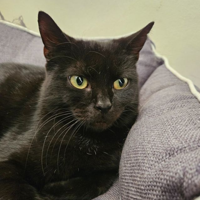 Photo of Luna