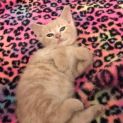 Photo of Peaches