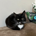 Photo of Poppy *9 Lives Project Rescue*