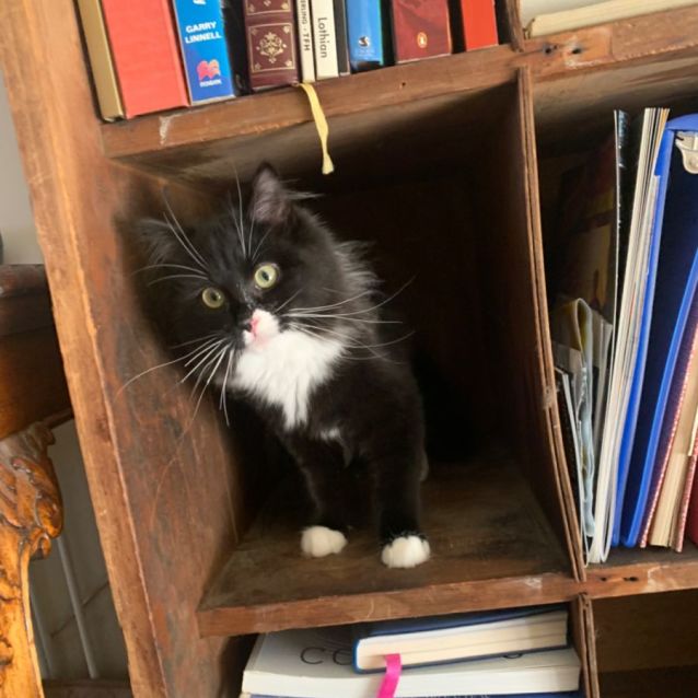 Photo of Emerald & George